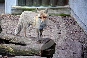 Fox standing on a tree trunk