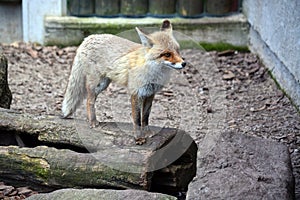 Fox standing on a tree trunk