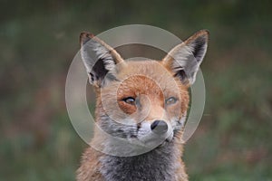 Fox Stare