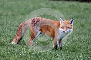 A fox stops and looks cautiously ahead