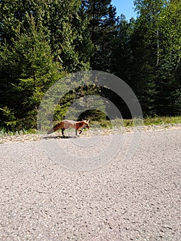 Fox strutting down the road, possibly bringing dinner home to it& x27;s babies.