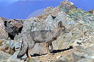 Fox on the summit of Cerro la Campana in La Campana National park in central Chile, South America photo