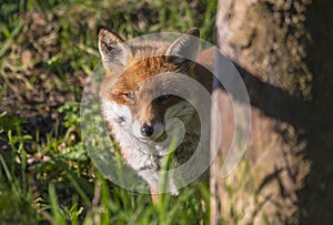 Fox in the sun