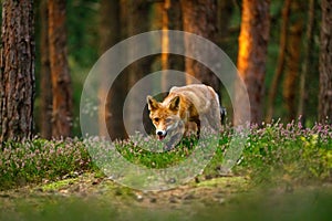 Fox at sunrise. Red fox, Vulpes vulpes, hunting in green pine forest. Hungry fox sniffs about food in moor. Beautiful fur animal