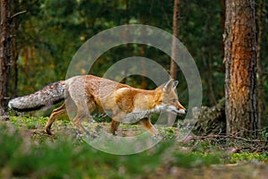 Fox at sunrise. Red fox, Vulpes vulpes, hunting in green pine forest. Hungry fox sniffs about food in moor. Beautiful vixen