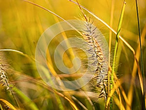 Fox tail grass or bristlegrass in a blurred background