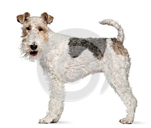 Fox terrier, 1 year old, standing