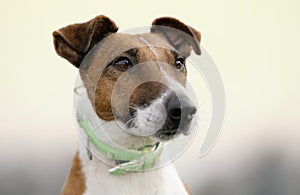 Fox terrier