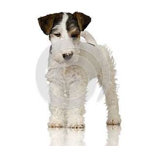 Fox terrier