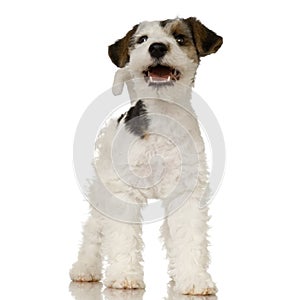 Fox terrier