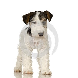 Fox terrier