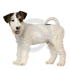 Fox terrier