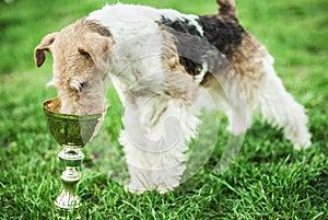 Fox-Terrier