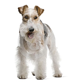 Fox terrier, 4 yeas old