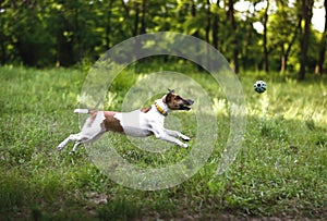 Fox Terrier Dog catches a ball on the fly