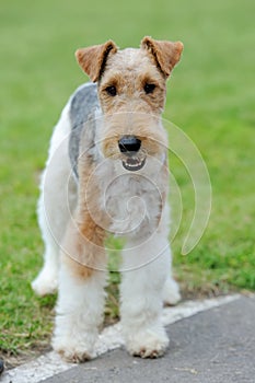 Fox Terrier dog