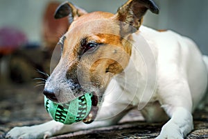 Fox terrier dog holding a ball in its mouth