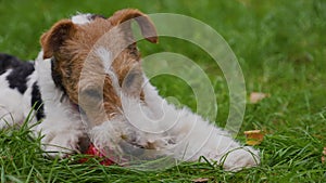 Fox Terrier dog lies in the park on the green grass. The pet chews on its toy a red rubber ball. Games with pets. Close