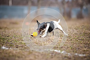 Fox terrier dog playing with a toy ball