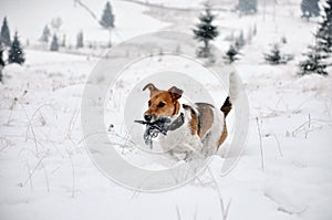 Fox Terrier dog running in in the snow in the winter
