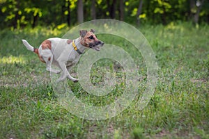 Fox terrier dog runs on a green valley in the summer