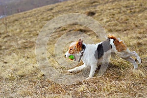 Fox terrier in the field