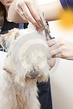 Fox terrier getting his hair cut