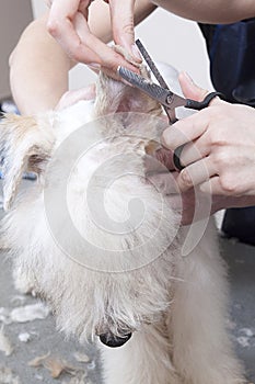 Fox terrier getting his hair cut