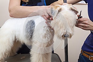 Fox terrier getting his hair cut