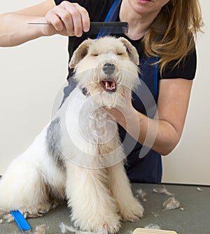 Fox terrier getting his hair cut