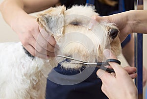 Fox terrier getting his hair cut