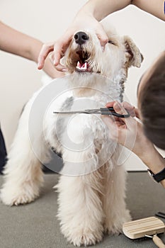 Fox terrier getting his hair cut