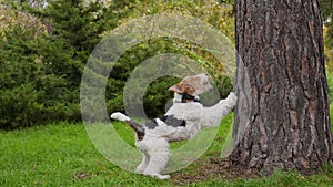 The fox terrier in the park stands on its hind legs, leaning its forelegs against a tree trunk and wagging its tail. The