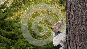 The fox terrier in the park stands on its hind legs, resting its forelegs on a tree trunk. The dog looks up and crimps