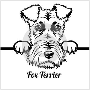 Fox Terrier - Peeking Dogs - - breed face head isolated on white
