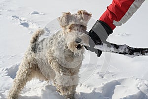 Fox Terrier plays