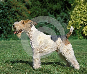 FOX TERRIER A POIL DUR