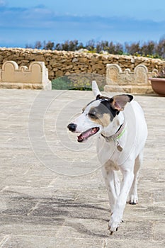 A fox terrier and pointer cross mix breed dog, with hazel eyes walking on a stone pavement.