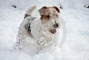 Fox-terrier pup in snow