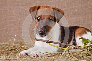 Fox Terrier puppy on burlap and hay with viburnum branch