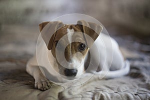 Fox Terrier puppy Dog Perro photo