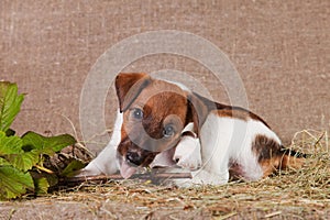 A fox terrier puppy lies on burlap and hay and licks a branch of viburnum