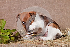 A fox terrier puppy lies on burlap and hay and plays with a branch of viburnum