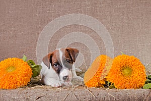 Fox Terrier puppy lies on a hay next to yellow flowers