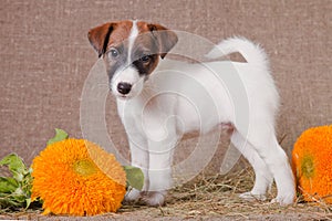 Fox Terrier puppy stands on a hay next to yellow flowers