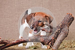 A fox terrier puppy stands on a hay and nibbles a snag