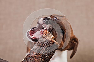 A fox terrier puppy stands on a hay and nibbles a snag