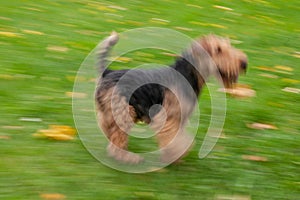 Fox terrier running in a grass field. Dog walking and playing in park. Happy pet in the wild.