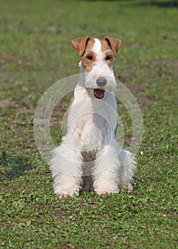 Fox-terrier