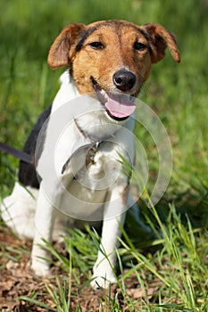 Fox Terrier (Smooth)